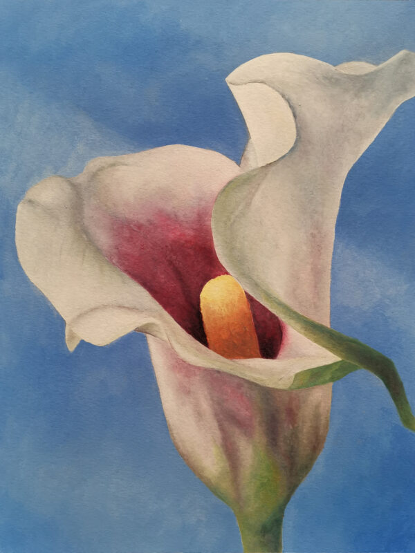 Calla 2007