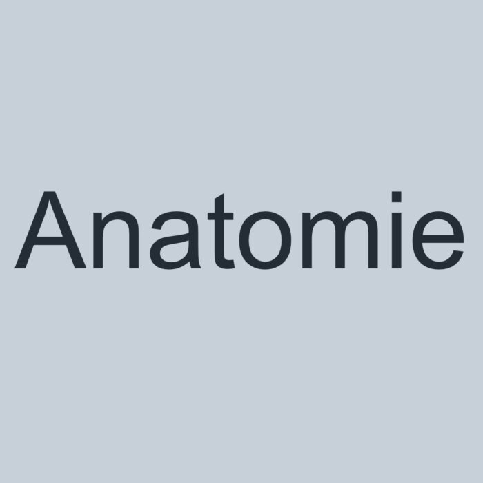 Anatomie