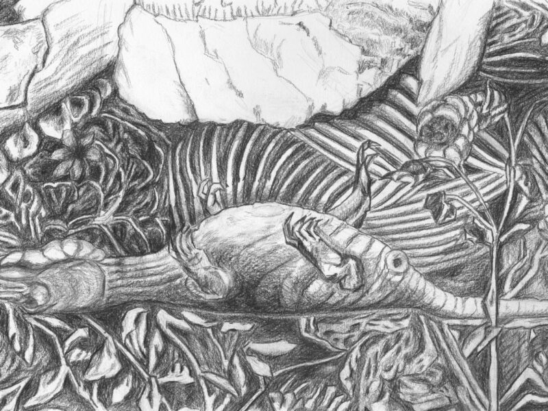 Kleiner Drache 2006