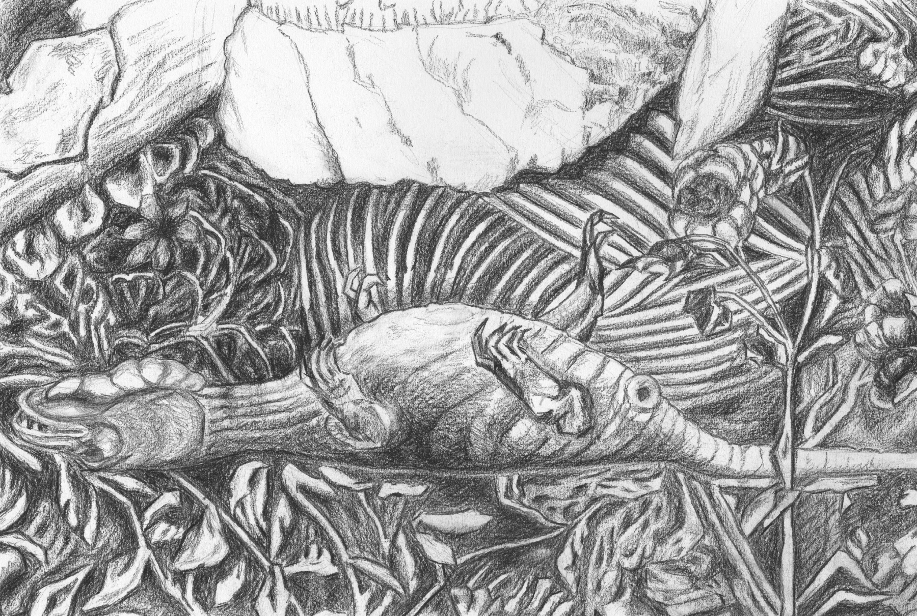 Kleiner Drache 2006