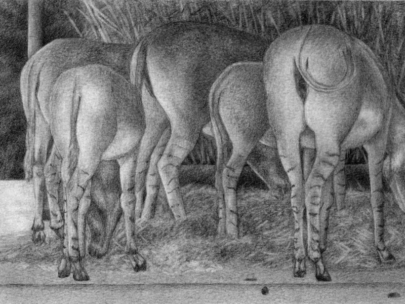 Wildesel 2008