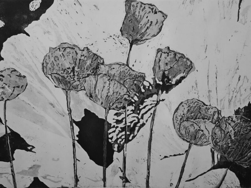 Mohn 2013