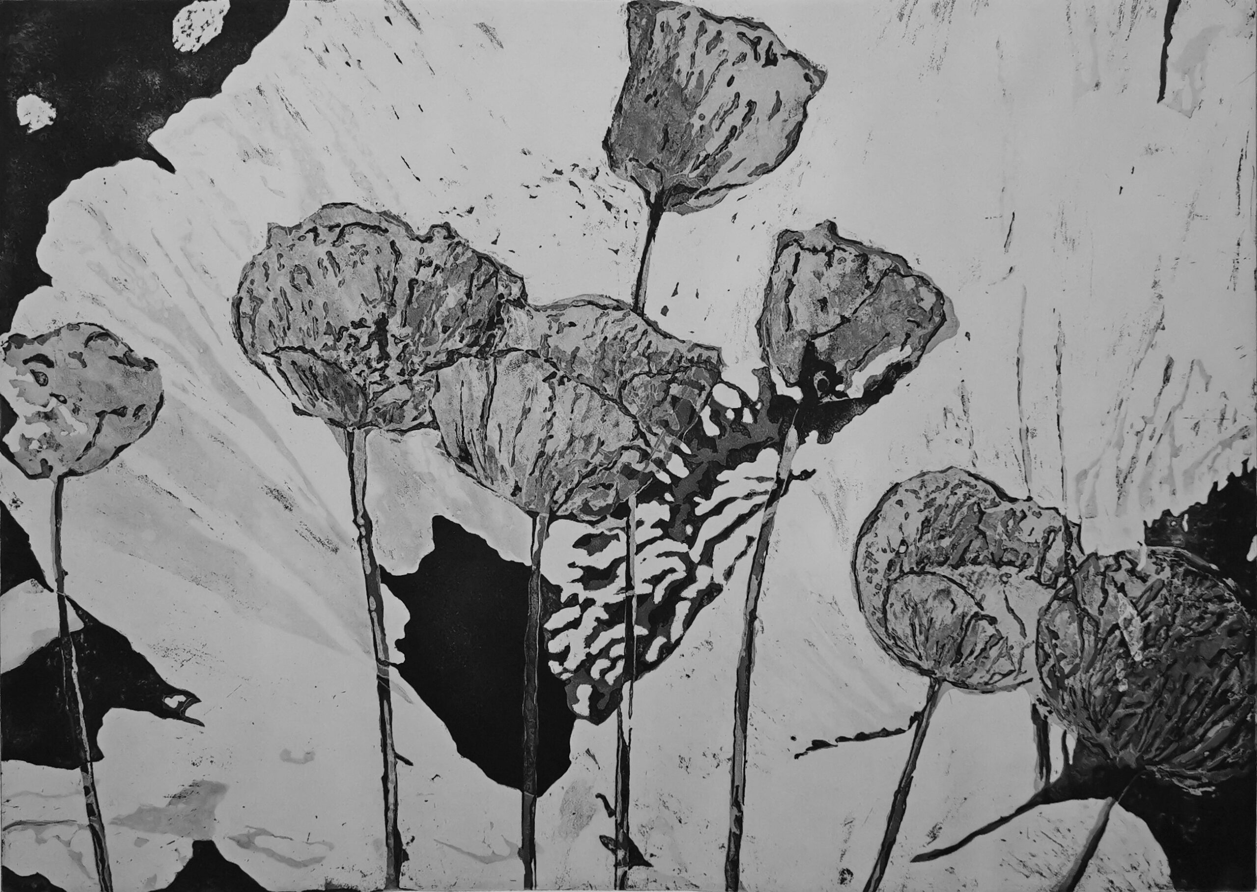 Mohn 2013