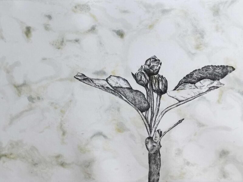Apfelblüte 2019