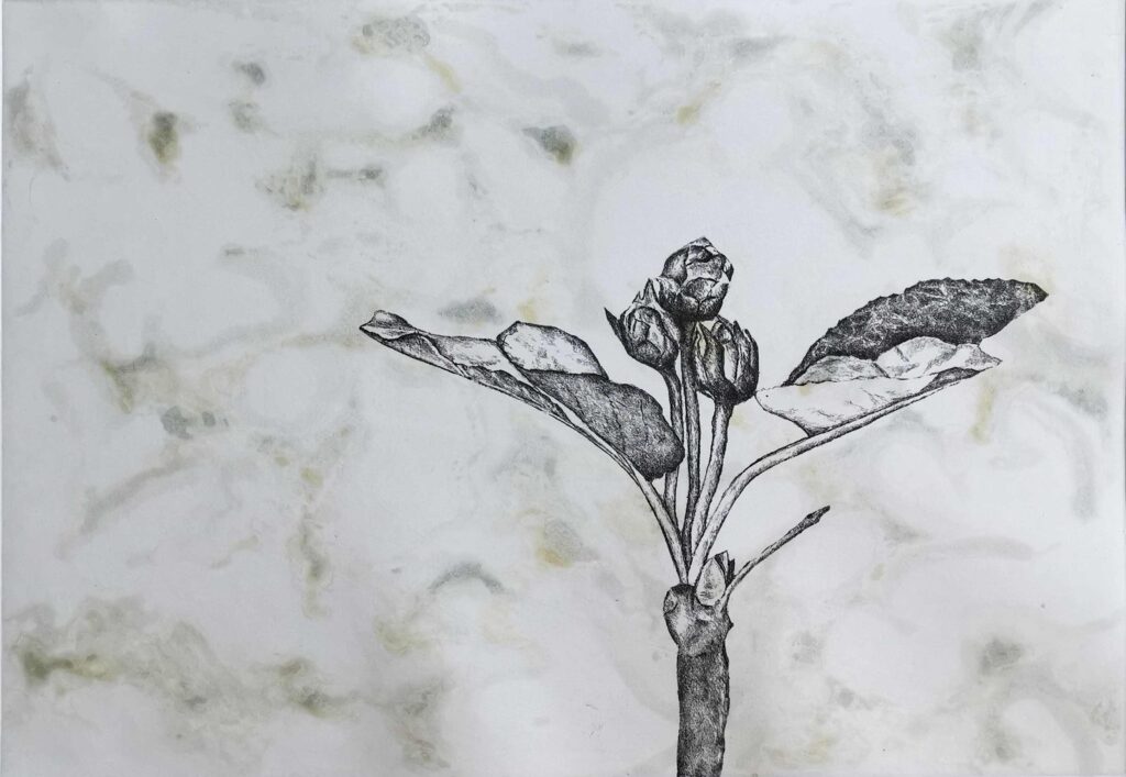 Apfelblüte 2019