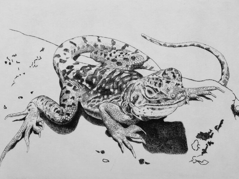 Leguan 2022