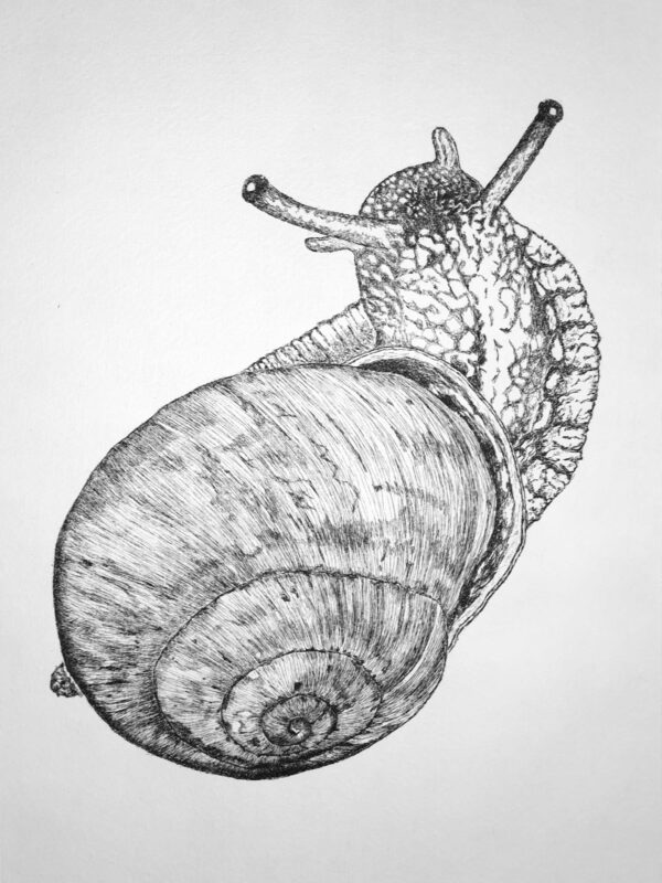 Weinbergschnecke 2022