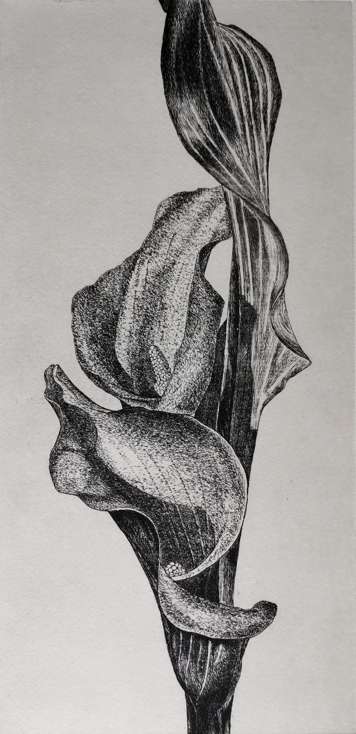 Calla 2023