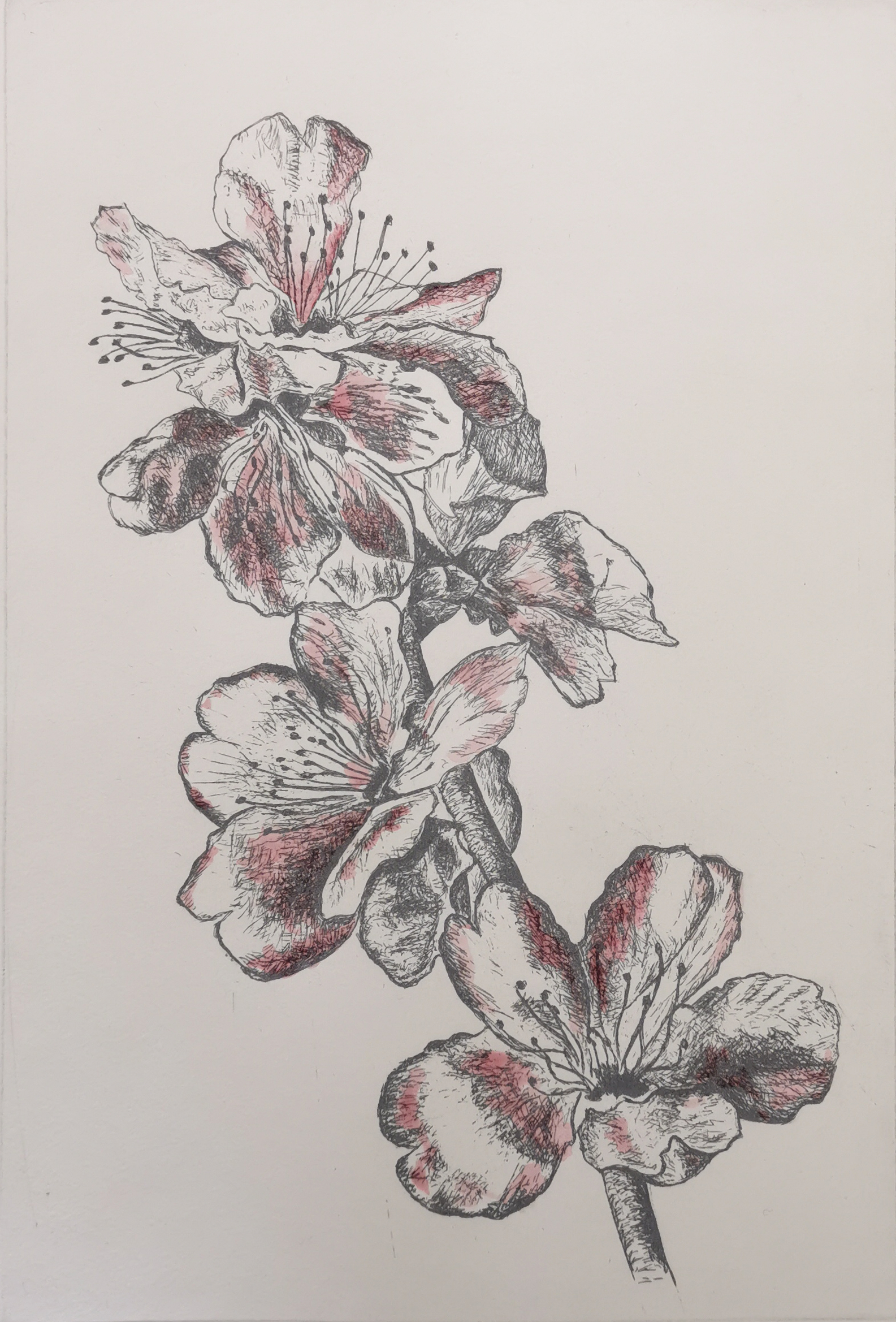 Mandelblüte I 2023