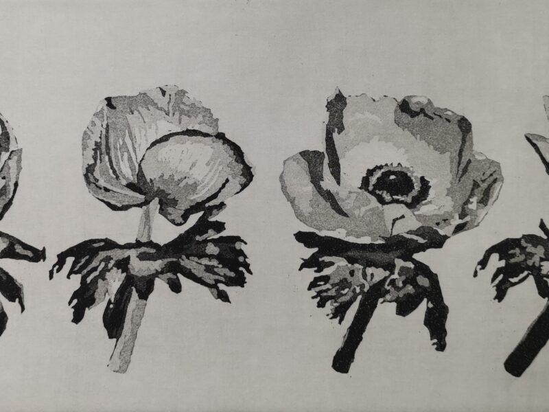 Anemonen 2015