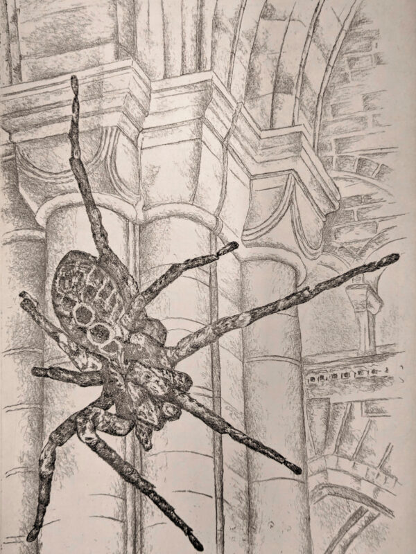 Spinne im Münster 2025