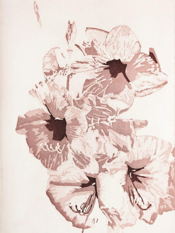 Amaryllis 2025