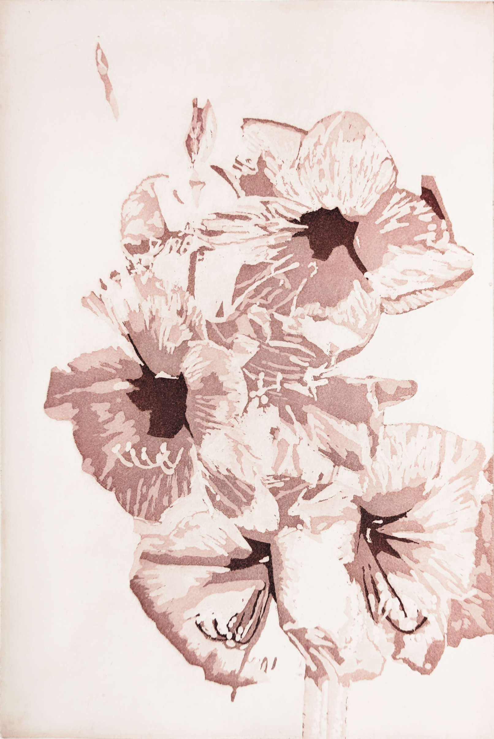 Amaryllis 2025